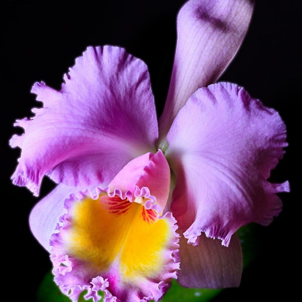 Orchid seedling plug Cattleya Marcella Koss "Pink Marvel" fragrant purple lavender flower ~live plant