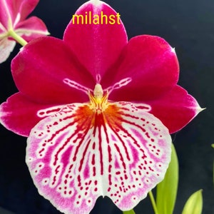 Miltonia Pansy orchid Live plant ~Miltoniopsis Breathless Brilliant~large Red flower