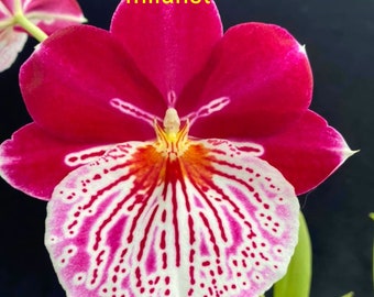 Puede incluir: Primer plano de una vibrante flor de orquídea con pétalos magenta intenso y un labio blanco y rojo estampado. La flor tiene un centro amarillo y el texto "milahst" en amarillo. El fondo es de color oscuro.