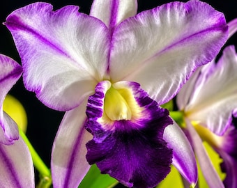 Cattleya Orchid Fragrant flower 2.5 inch pot~lc robert strait " blue Hawaii "