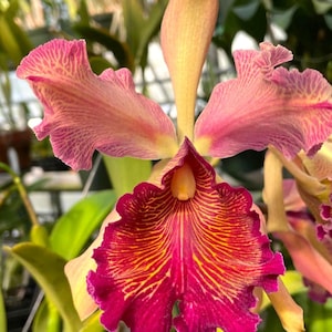 Cattleya Orchid Fragrant flower 2.5 " pot -very rare dowiana "rosita"