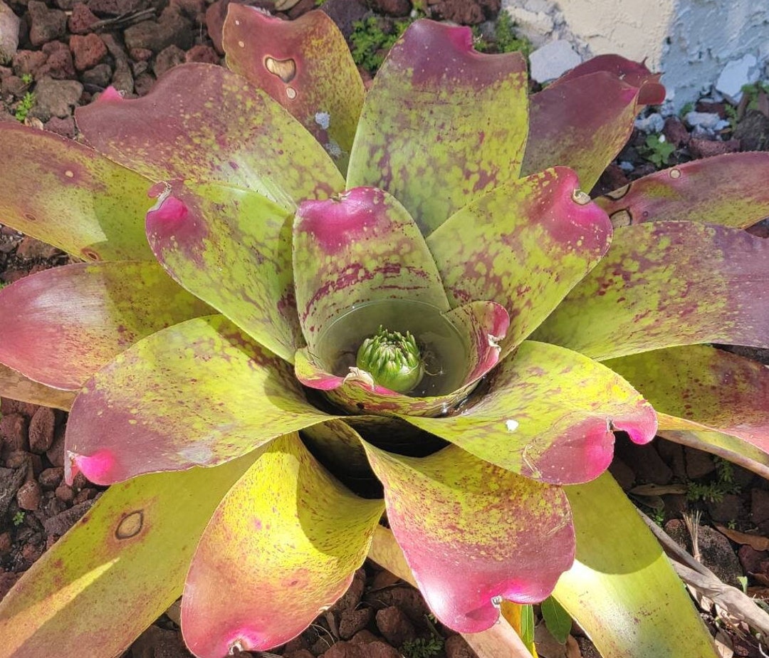 Bromelia Large Plant Neoregelia Correia Arraujoi Large Bromeliad Etsy
