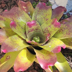 bromelia large plant Neoregelia correia arraujoi large bromeliad