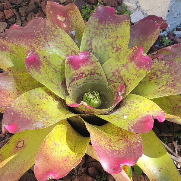 bromelia grande plante Neoregelia correia arraujoi grande broméliacée