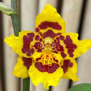 May include: Close-up of a vibrant yellow orchid flower with maroon spots and markings. The flower has a ruffled edge and a detailed center. The stem is green with dark stripes, and a green leaf is visible.
