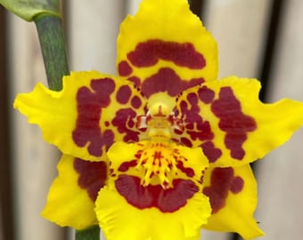 Oncidium pacific passage peach cobbler yellow orchid-pansy orchid-dancing lady yellow orchid