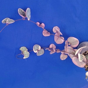 Ceropegia woodii variegata string of heart live plant image 4