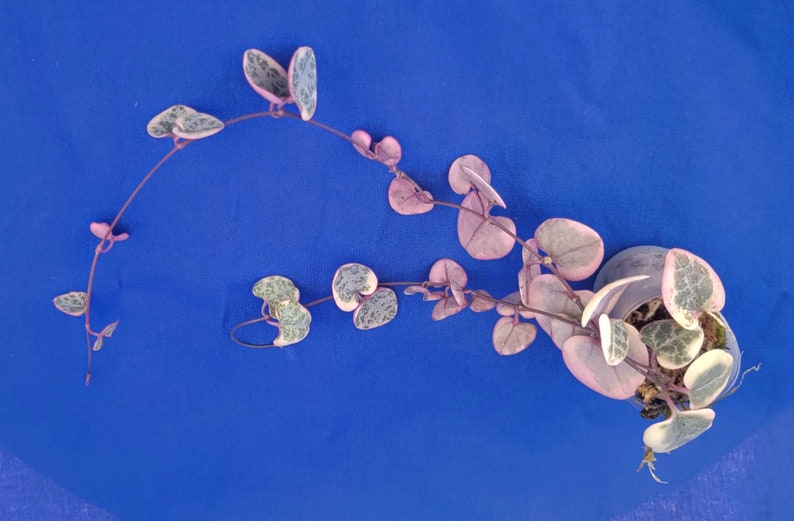 Ceropegia woodii variegata string of heart live plant image 4