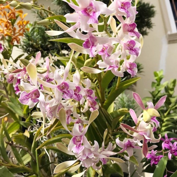 Dendrobium Rabbit Orchid Dendrobium Pink