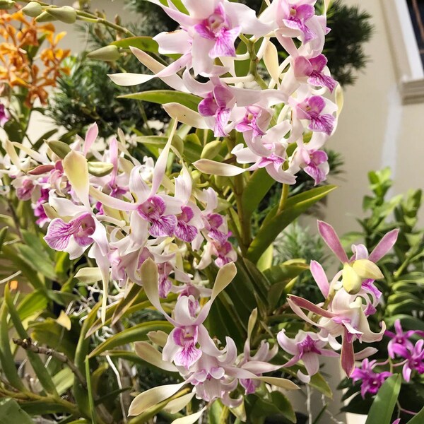 Dendrobium Orchid seedling Plug Rabbit pink~Starter plug live plant