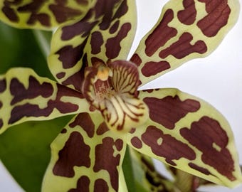 YFK2 原種　洋蘭　grammatophyllum citrinum Grammatophyllum Yuan Nan Tiger - orchidroots