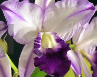 Cattleya Orchid Fragrant flower 4" pot~lc robert strait " blue Hawaii "