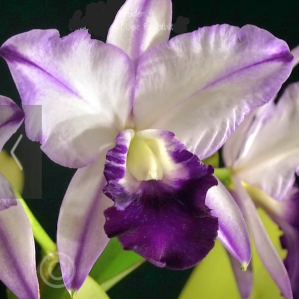 Cattleya Orchid Fragrant flower 4" pot~lc robert strait " blue Hawaii "