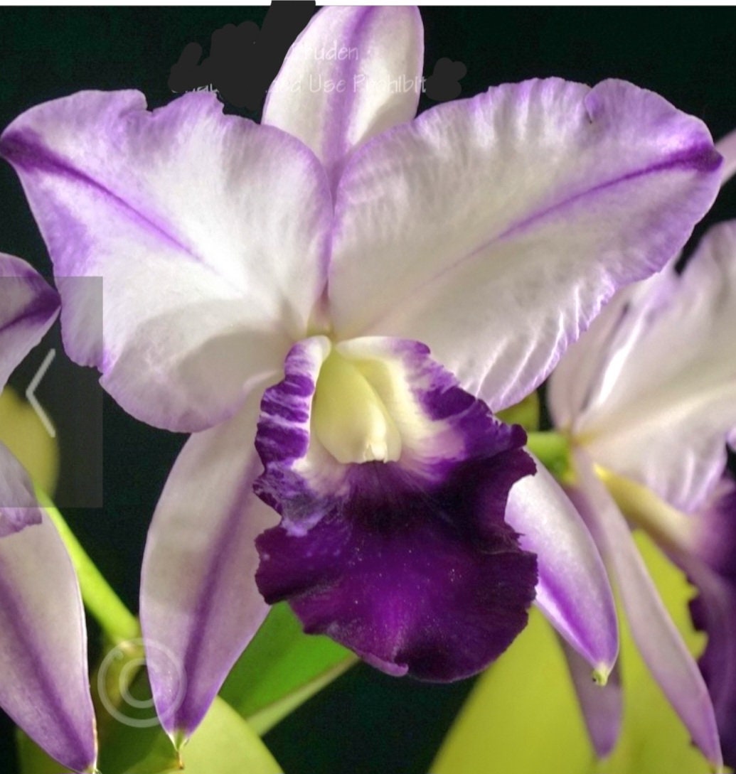 Orquídea Cattleya, flor fragante, maceta de 6 cm, lc Robert Strait "Blue Hawaii"