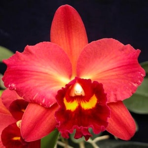 Orchid seedling Cattleya Potinara Chyon Guu sun ~Deep Red flower ~live plant