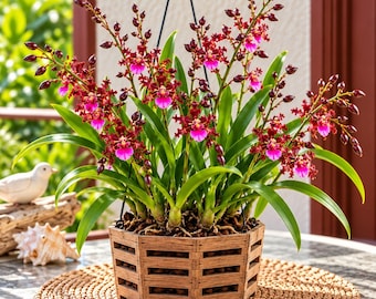 May include: A hanging orchid plant with numerous dark red and magenta flowers and buds, potted in a slatted wooden hexagonal basket. The plant features long, slender green leaves and is suspended by thin black wires from above.