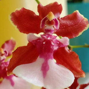 Oncidium sharry baby Sweet fragranceChocolate Orchid Plug SEEDLING SIZELive plant image 2