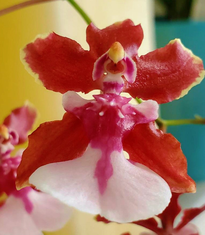 Oncidium sharry baby Sweet fragranceChocolate Orchid Plug SEEDLING SIZELive plant image 2