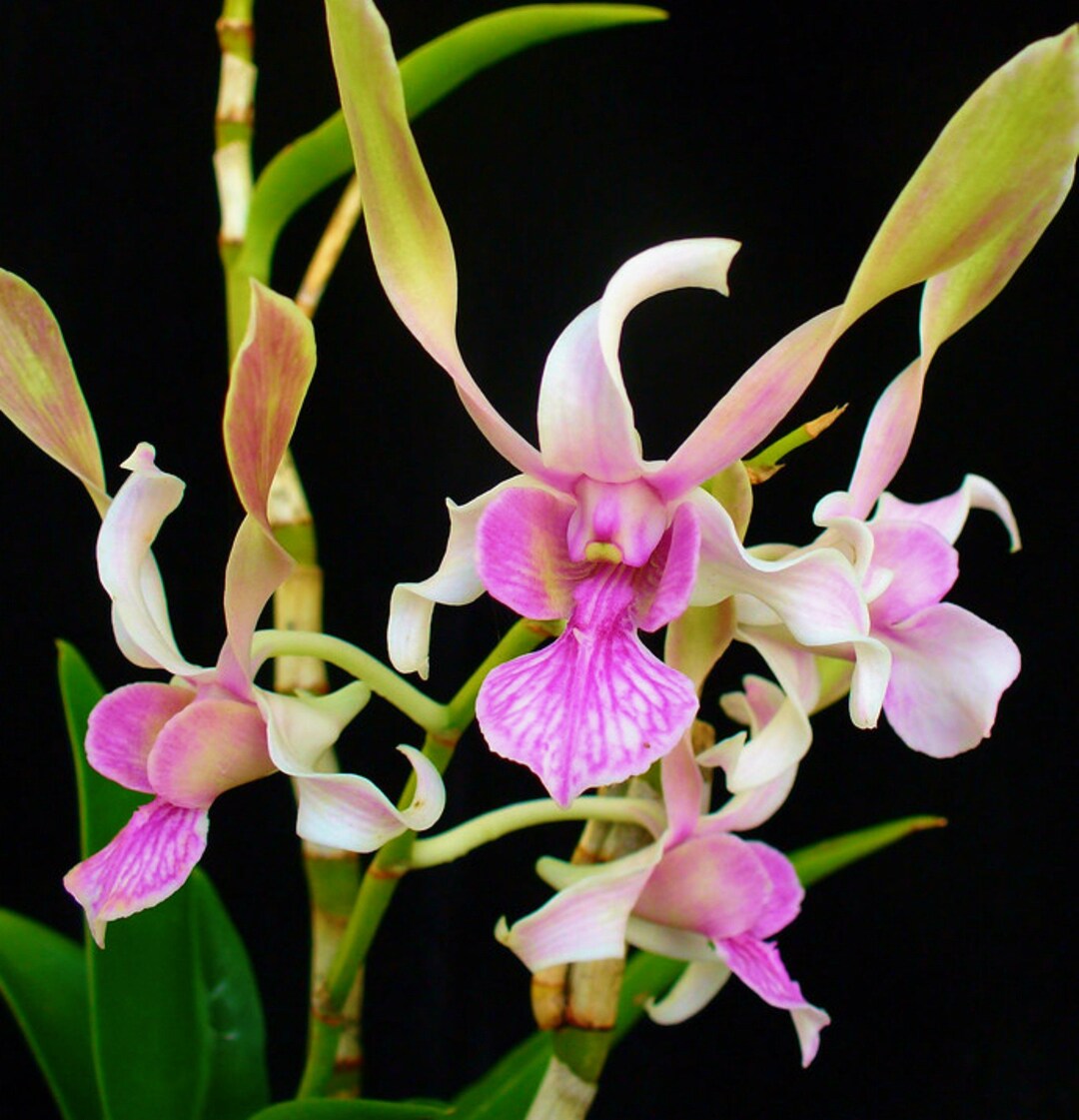 Dendrobium Orchid lorrie Mortimer Seedling Live Plantstarter