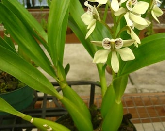 Encyclia radiatum orchidée rare, plante vivante, pot de 4 po.