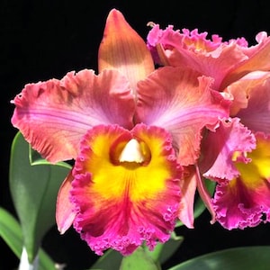 May include: Close-up of a vibrant orchid flower with layered petals. The flower features a gradient of colors, including bright yellow, deep pink, and a touch of orange. The edges of the petals are ruffled, and the background is black.