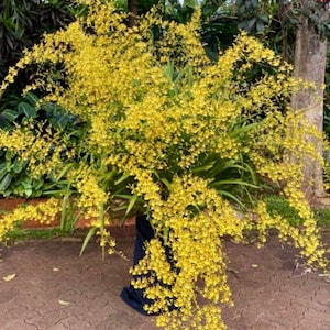 Puede incluir: Una vibrante exhibici&oacute;n de orqu&iacute;deas amarillas con flores en cascada. Las flores est&aacute;n densamente agrupadas, creando una apariencia exuberante y completa. El arreglo se encuentra sobre un fondo de follaje verde y tela azul oscuro.
