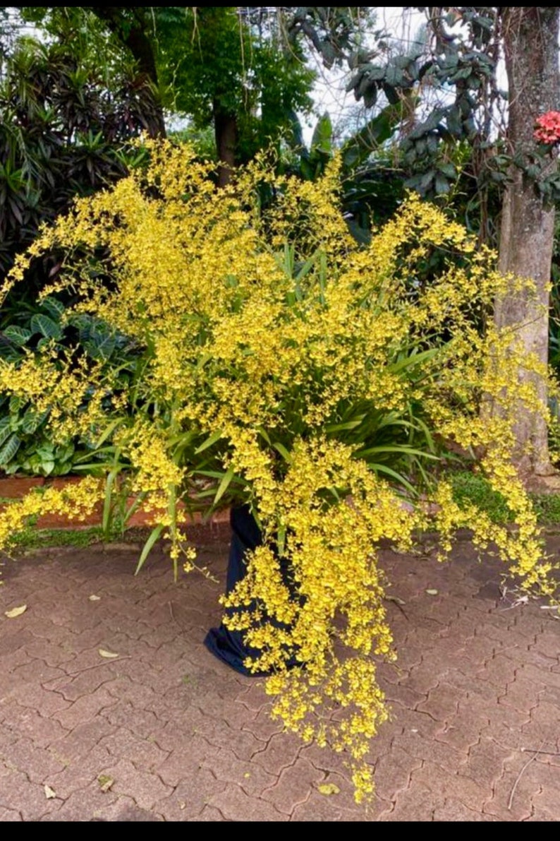 Puede incluir: Una vibrante exhibici&oacute;n de orqu&iacute;deas amarillas con flores en cascada. Las flores est&aacute;n densamente agrupadas, creando una apariencia exuberante y completa. El arreglo se encuentra sobre un fondo de follaje verde y tela azul oscuro.