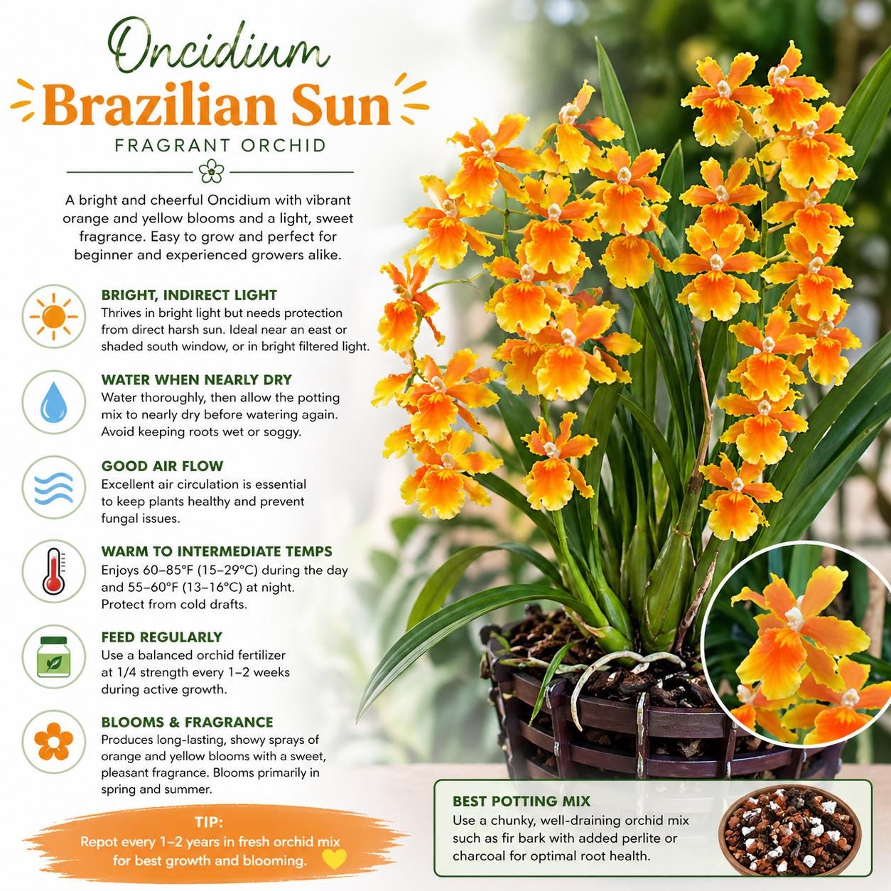 Oncidium 'brazilian Sun' Orchid – Yellow Orange Hybrid Live Plant