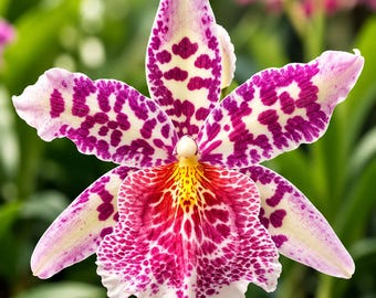Phal. Miki Meteor '121', Unique Flower Pattern, Multifloral, Can