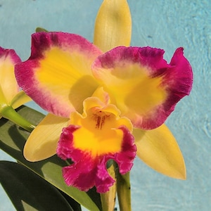 Fragrant Cattleya orchid~Pottinara shin Diamond Tai Young&quot; Live plant