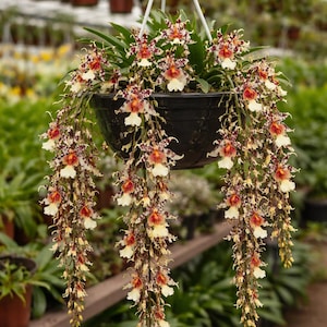 Oncidium Rex's luck " firefly" orchid-pansy orchid-dancing lady yellow orchid