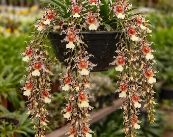 Oncidium Rex's luck " firefly" orchid-pansy orchid-dancing lady yellow orchid