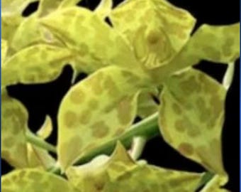 Grammatophyllum Pakkret Leo Semi Alba Orchid Plant fragrant lemon flowers in a basket