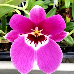 Miltonia Pansy orchid Live plant ~Miltonia prelapsarian &quot;stefanie&quot;~large Pink flower