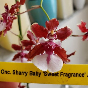 Oncidium sharry baby Sweet fragranceChocolate Orchid Plug SEEDLING SIZELive plant image 1
