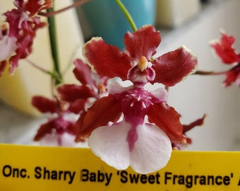 Oncidium sharry baby "Sweet fragrance"~Chocolate Orchid Plug SEEDLING SIZE~Live plant