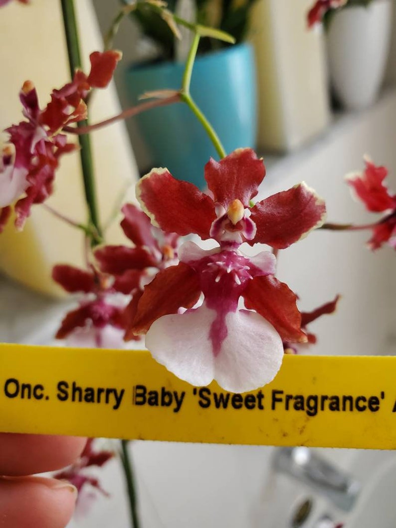 Oncidium sharry baby Sweet fragranceChocolate Orchid Plug SEEDLING SIZELive plant image 1