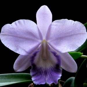 Cattleya orchid live plant-pottinara montana spirit blue sky- fragrant 2.5 inch pot