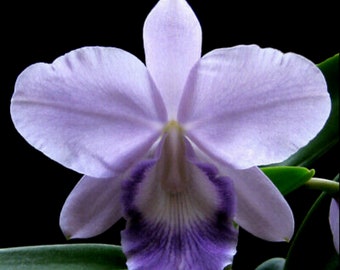 Cattleya orchid live plant-pottinara montana spirit blue sky- fragrant 2.5 inch pot