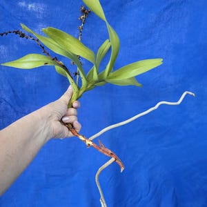 Aerides odorata orchid -fragrant vanda orchid division bloom size