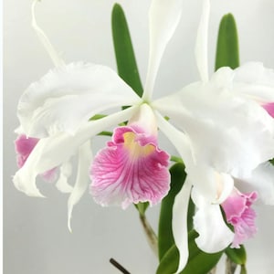 Orquídea Cattleya Flor fragante maceta de 3" -muy rara laelia purpurata var carnea