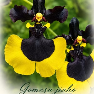May include: Two Gomesa jiaho 'QUEEN' orchid flowers featuring deep black petals and vibrant yellow lower segments. The center of each bloom displays a small yellow structure. The text 'Gomesa jiaho QUEEN' is printed below the flowers.