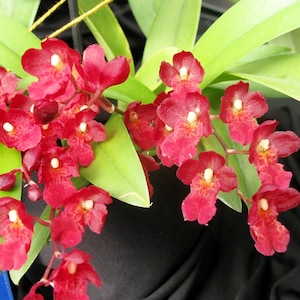 Howeara Lava Burst &#39;Puanani&#39;  starter plant seedling~Oncidium~pansy orchid