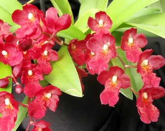 Howeara Lava Burst 'Puanani'  starter plant seedling~Oncidium~pansy orchid