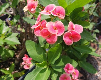 Crown of Thorns Sweet Love