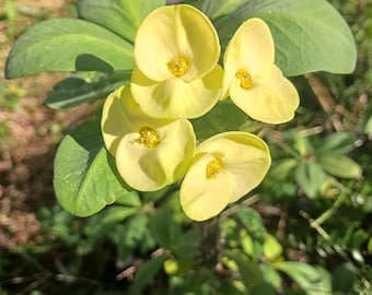 Lime green crown of thorns