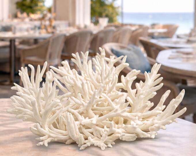 Sculptural White Reef Coral — Collector’s Coastal Statement Object (18” W) (#CS-1220)
