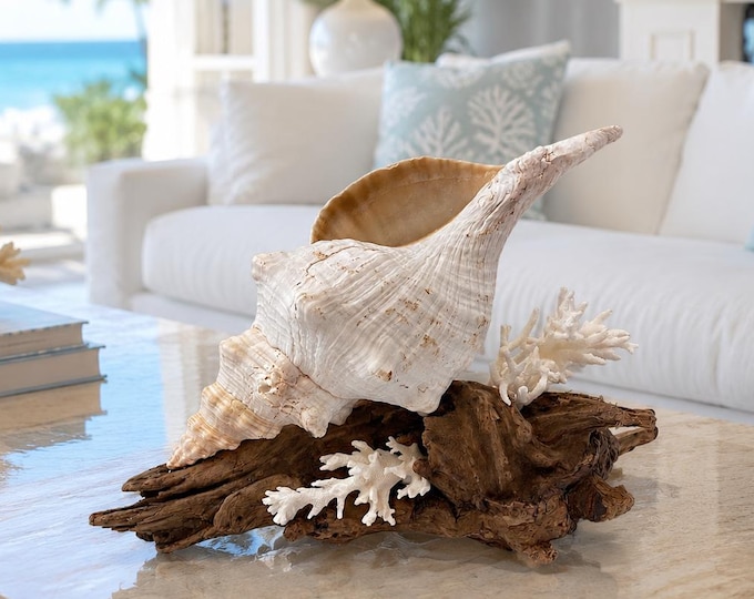 Driftwood & Authentic Triton Shell Coastal Sculpture