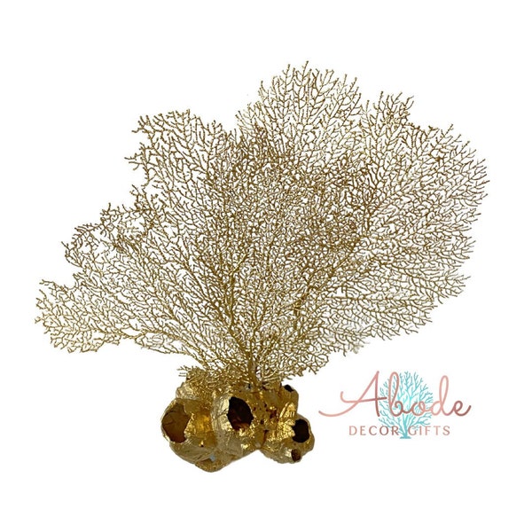 Genuine Sea Fan Coral Barnacle ClusterNautical  Table Top Decor
