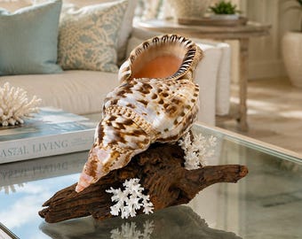 Driftwood & Authentic Triton Shell Coastal Sculpture